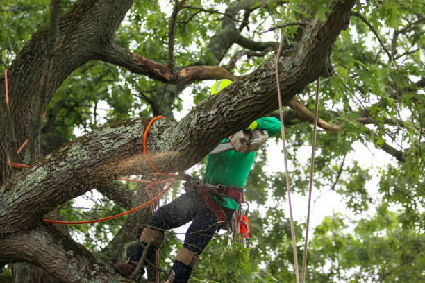Reliable Wilsonville, OR Tree Care Solutions