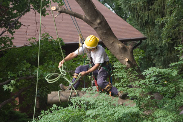 How Our Tree Care Process Works  in  Wilsonville, OR